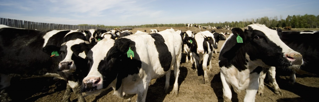 Dairy farming in 2020 report