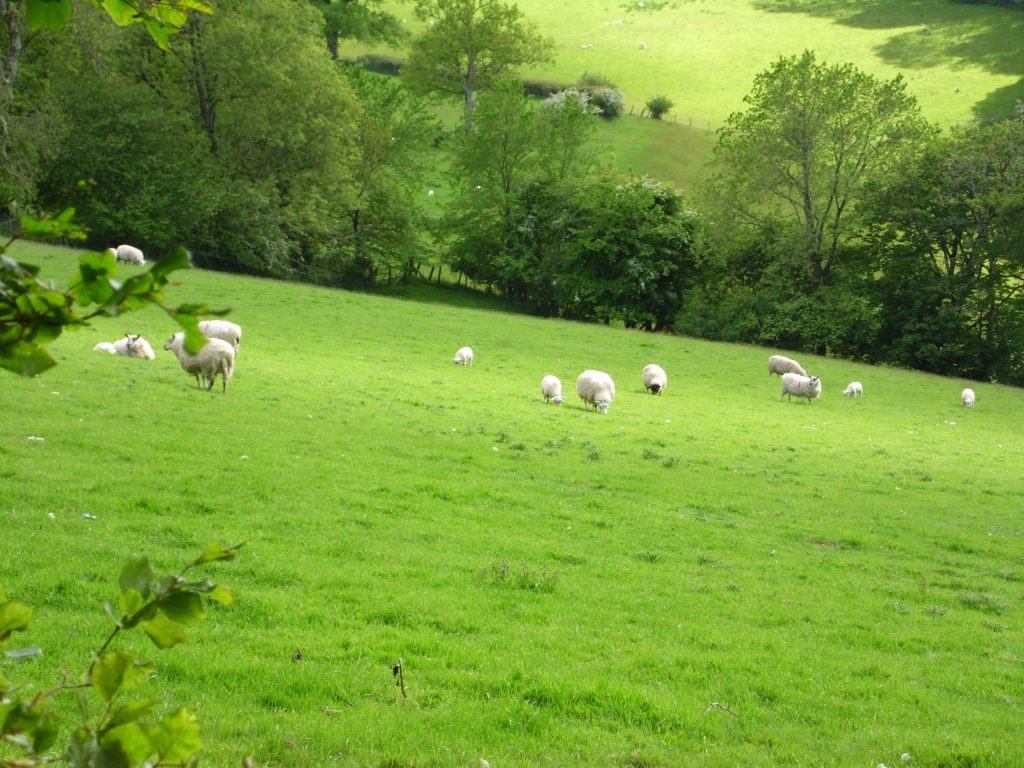 Welsh single farm payment